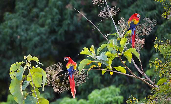 Scarlet macaw in Costa Rica.